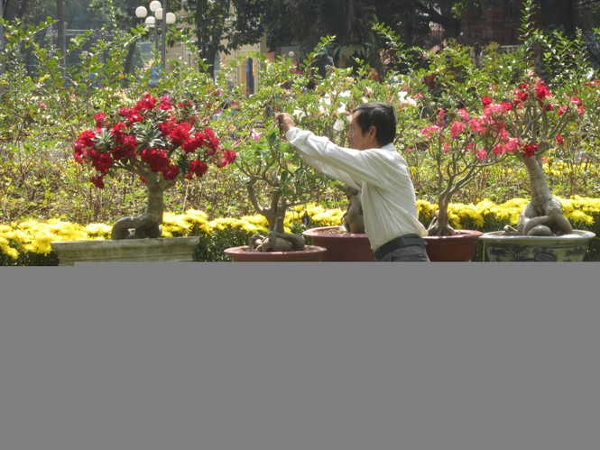 Hoa xuân tràn ngập công viên Tao Đàn - ảnh 2